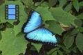 Scene 32_Morpho peleides iol leaf